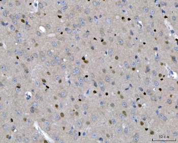 Anti-Transcription factor SOX-2 SOX2 Antibody