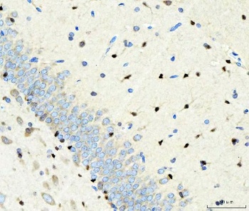 Transcription factor SOX-2 SOX2 Antibody