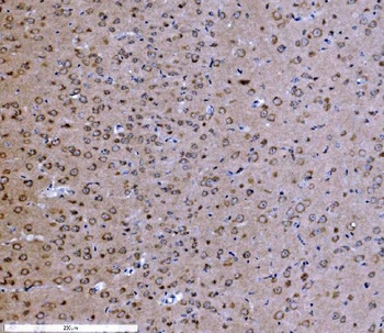 Anti-PSD95/DLG4 Antibody