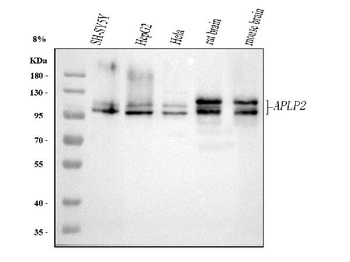 Anti-APLP2 Antibody