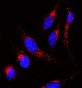 Anti-APLP2 Antibody