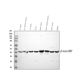 Anti-beta-Actin ACTB Antibody (HRP)