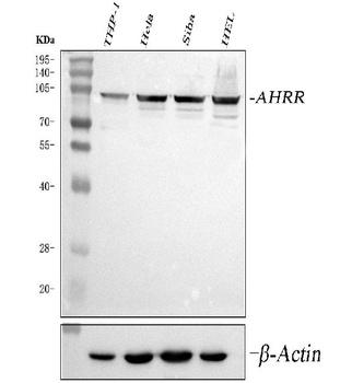 Anti-AHRR Antibody
