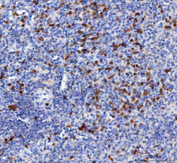 Anti-MIP-3 Beta/CCL19 Antibody