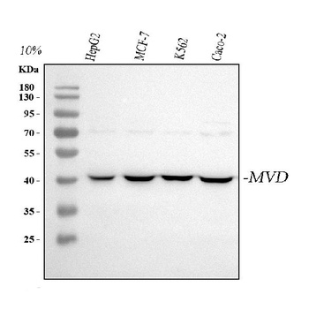 Anti-MVD Antibody