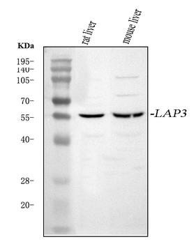 Anti-LAP3 Antibody
