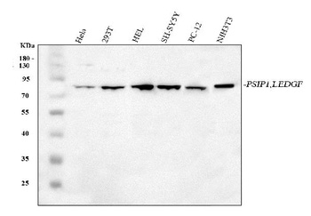 Anti-PSIP1 Antibody