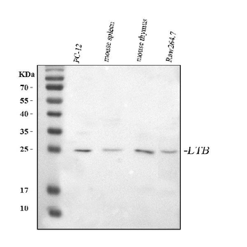 Anti-Ltb Antibody