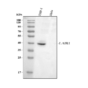 LAIR1 Antibody