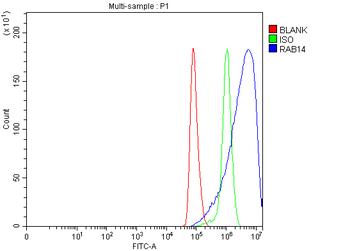 RAB14 Antibody