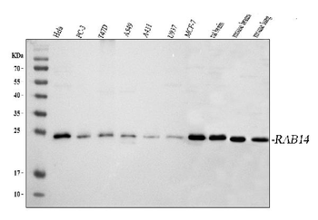 Anti-RAB14 Antibody