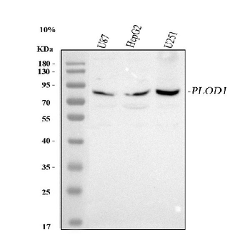 PLOD1 Rabbit Polyclonal Antibody