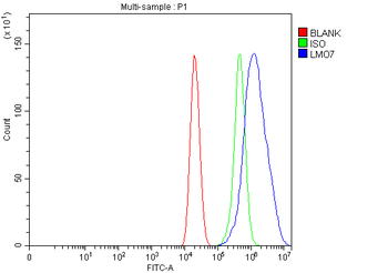 LMO7 Antibody