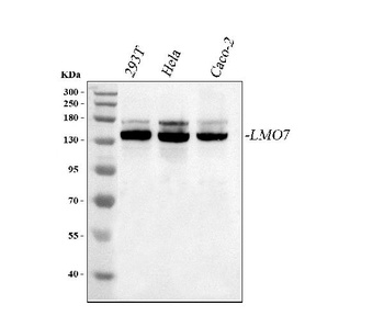 Anti-LMO7 Antibody