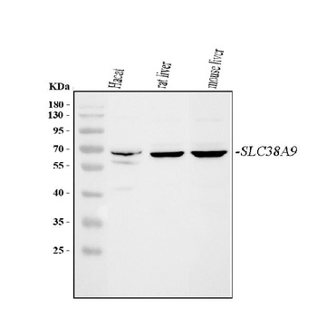 Anti-SLC38A9 Antibody