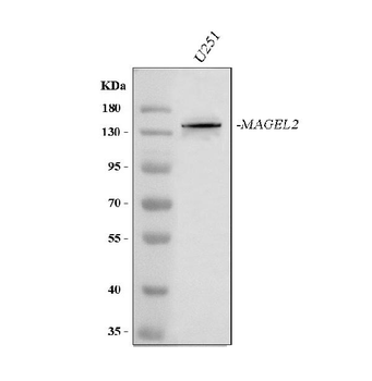 Anti-MAGEL2 Antibody