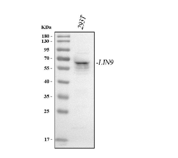 Anti-LIN9 Antibody