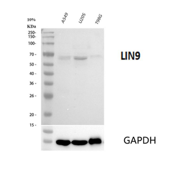 Anti-LIN9 Antibody