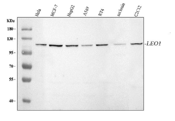 Anti-LEO1 Antibody