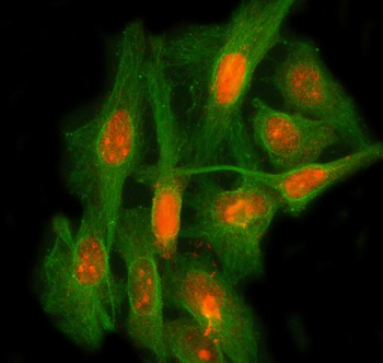 Anti-LEO1 Antibody