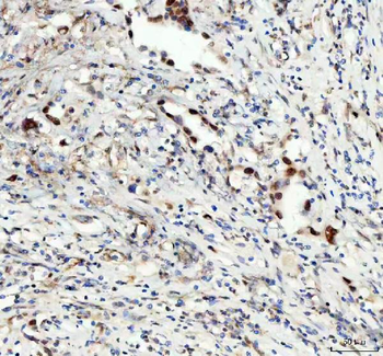 Anti-LEO1 Antibody
