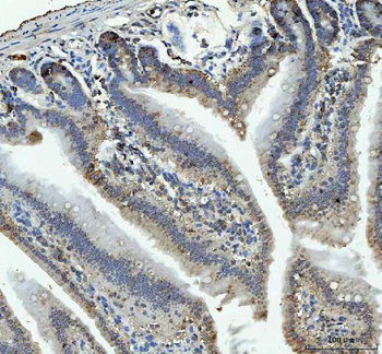 Anti-RPL18 Antibody