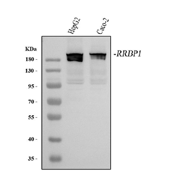 Anti-RRBP1 Antibody