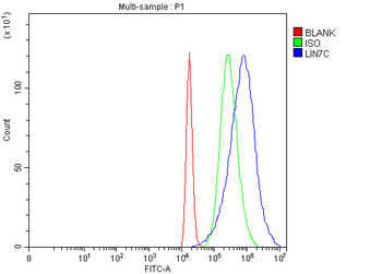 Anti-LIN7C Antibody
