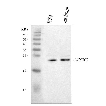 Anti-LIN7C Antibody