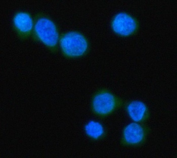 Anti-MZB1 Antibody
