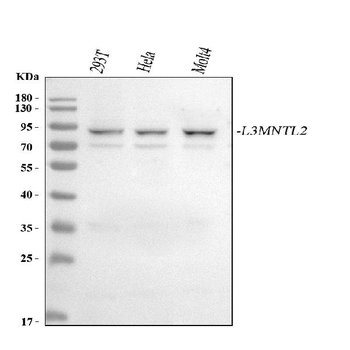Anti-L3MBTL2 Antibody