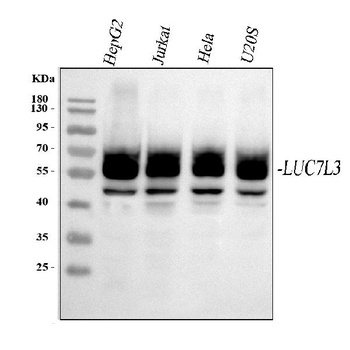 Anti-CROP/LUC7L3 Antibody