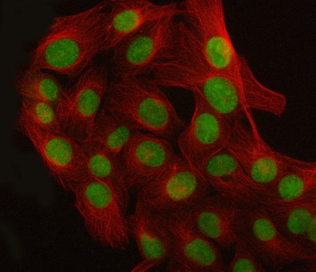 Anti-CROP/LUC7L3 Antibody