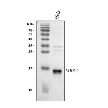 Anti-LDOC1 Antibody