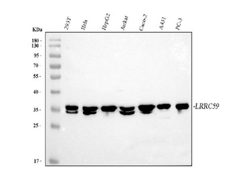 Anti-LRRC59 Antibody
