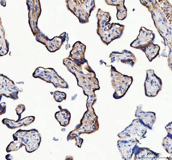 Anti-LRRC59 Antibody
