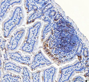 Anti-LRRC59 Antibody