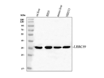 Anti-LRRC59 Antibody