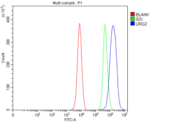 LRIG2 Rabbit Polyclonal Antibody