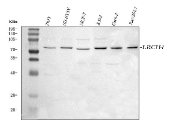 Anti-LRCH4 Antibody