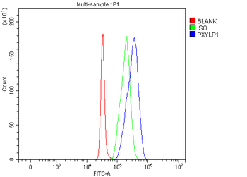 PXYLP1 Antibody