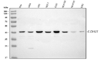LDAH Antibody