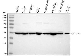 LDAH Antibody