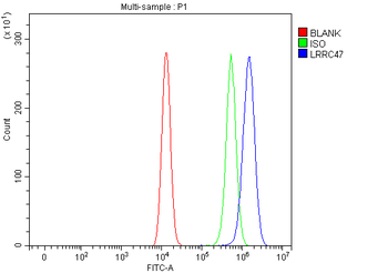 LRRC47 Rabbit Polyclonal Antibody