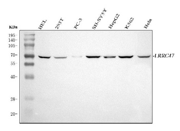 Anti-LRRC47 Antibody