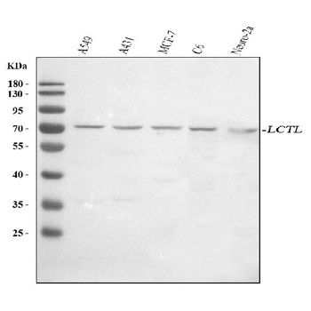 Anti-LCTL Antibody
