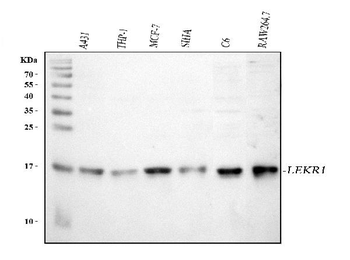 LEKR1 Antibody
