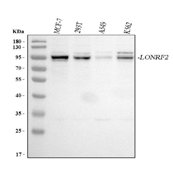 Anti-LONRF2 Antibody
