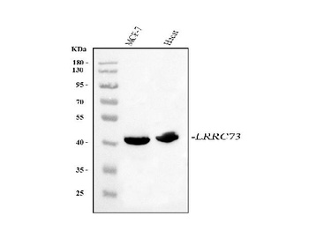 Anti-LRRC73 Antibody