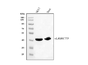 LRRC73 Antibody